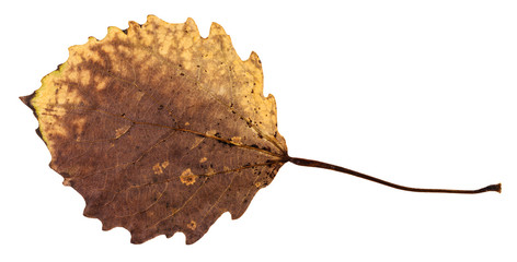 back side of rotten dried leaf of aspen tree