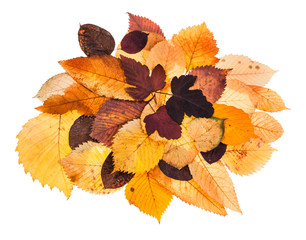 heap of various autumn fallen leaves isolated