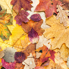 autumn background from various color leaves