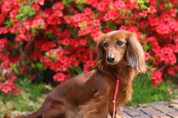 つつじを楽しむダックスフンド