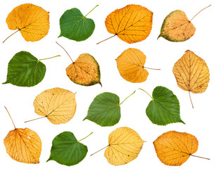 Fototapeta na wymiar set of various leaves of linden trees isolated