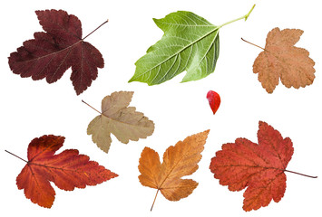 set of various leaves of viburnum trees isolated