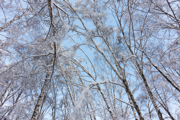 Snowy winter forest. Snow-covered branches of trees against blue sky. Span between village on drone. Holiday.