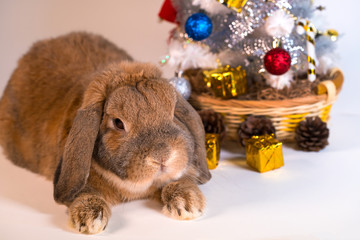 Rabbit on a Christmas tree background. Christmas decorations. New Year. Holiday gifts under the Christmas tree.