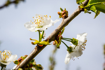 cherry blossom - Kirschblüte