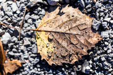 Macro closeup of water dew rain drops on autumn brown leaves on ground with rocks showing bokeh, detail, structure, and texture background