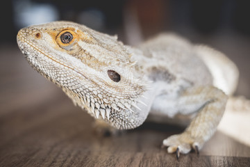 bearded dragon lizard 