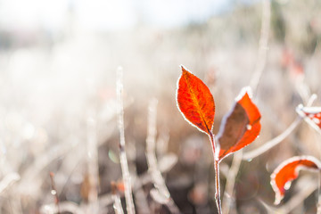 Macro colorful red blueberry bushes in autumn fall showing detail, texture and pattern of one leaf...