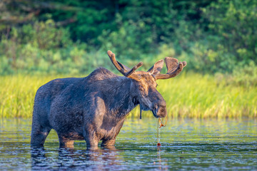 A large bull moose eating lily pads at the shore of a lake at sunrise.