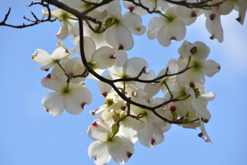 Flowering Dogwood; Cornus florida