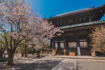 Fototapeta premium 京都 - 知恩院