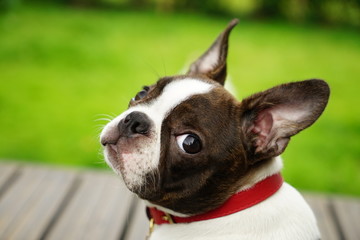 Boston Terrier puppy - obrazy, fototapety, plakaty