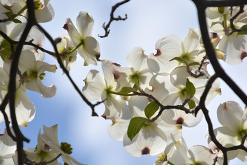 Flowering Dogwood; Cornus florida