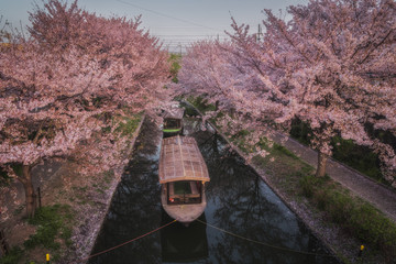 京都 - 中書島　桜