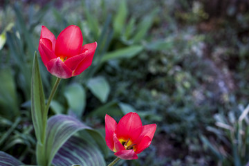 Naklejka premium S18