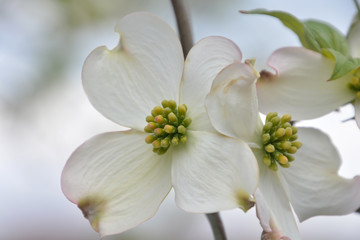Naklejka na ściany i meble Flowering Dogwood; Cornus florida