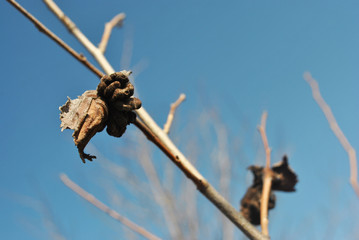 Dry last year's rotten leaves, blue sky background, grunge texture, beautiful bokeh