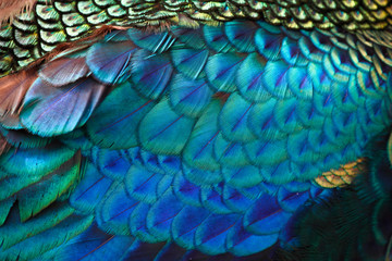 Fototapeta premium Piękne pióra męskiego pawia zielonego / pawia (Pavo muticus) (płytkie dof)