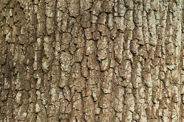 old oak bark texture background