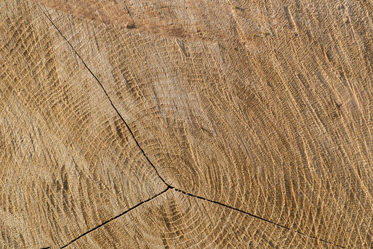 cut wood texture background