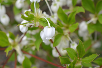 Enkianthus Perulatus; Plant in the Ericaceae family