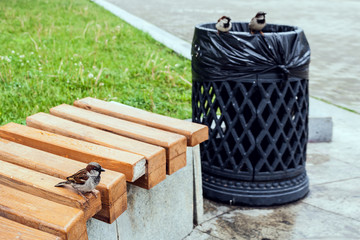 Obraz premium Sparrows in city park sit one on bench and two on urn.