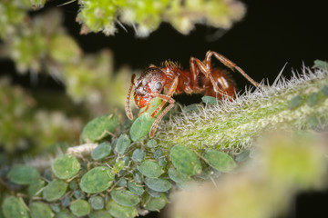 Red ant and greenfly