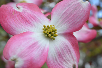 Fototapeta na wymiar Flowering Dogwood; Cornus florida