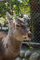 奈良公園の鹿