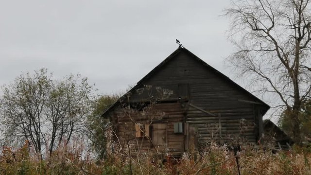 Old culture of wooden houses goes back in time. Russian Northern log hut (Houses of Veps) abandoned by its owners and destroyed
