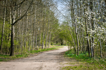 Wiosna w lesie