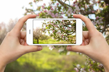 A woman is making a photo of a blossoming tree on the phone