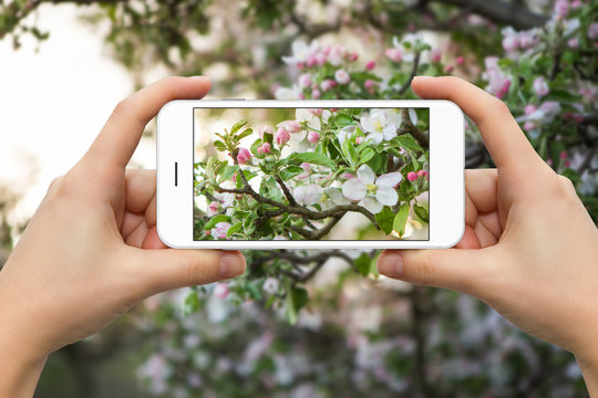 A woman is making a photo of a blossoming tree on the phone