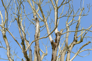 branches d'arbre