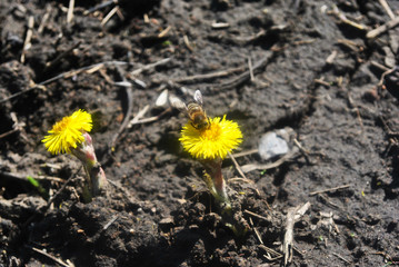 Bees collect nectar on yellow coltsfoot flowers blooming on black ground background, sunny spring day in wood, top view