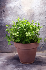 Fototapeta na wymiar Homegrown and aromatic herb parsley in old clay pot.