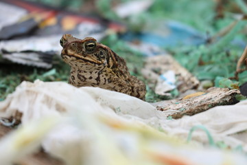 ゴミ山に住むカエル