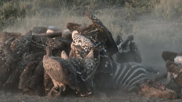Diversity of vultures eating from a Zebra&nbsp; ( Equus quagga) in close-up low angle view