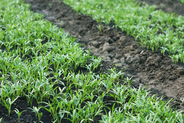 vegetable garden color green