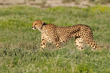 An alert cheetah (Acinonyx jubatus) out on the hunt, Etosha National Park, Namibia.