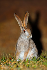 An alert scrub hare (Lepus saxatilis) sitting upright, South Africa 