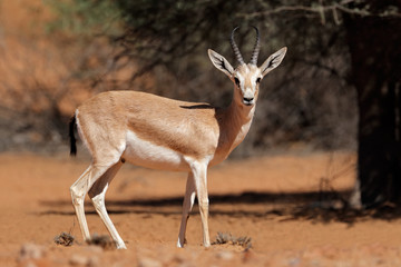 Naklejka na ściany i meble Male Arabian sand gazelle (Gazella marica), Arabian Peninsula 