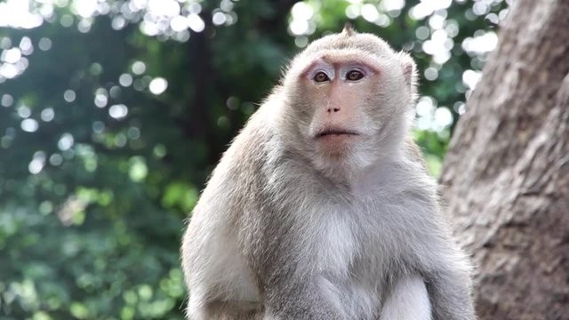 lovely life monkey live in nature forest in Thailand,cute funny monkey wild life
