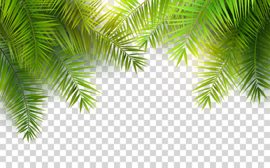 Summer palm leaves - obrazy, fototapety, plakaty