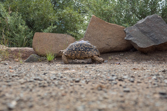 Lonely turtle walking and searching in wild