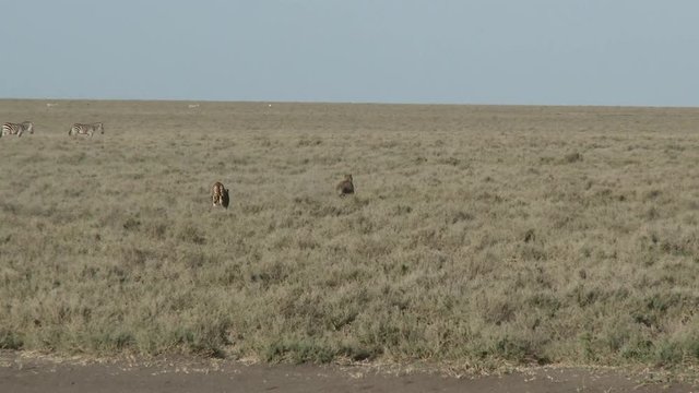 Cheetah (Acinonyx jubatus) female chasing away Hyena, on the Serengeti plains