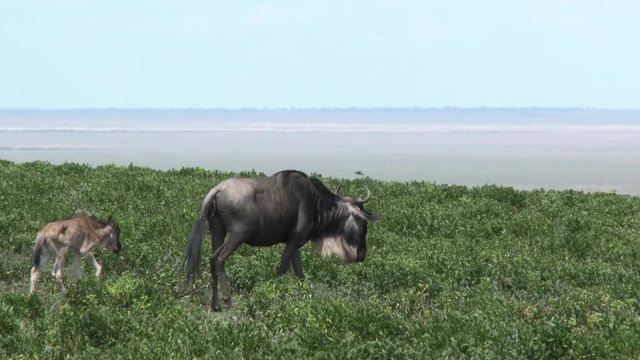 Blue Wildebeest (Connochaetes taurinus)  female with her newborn calf walking on a hilltop
