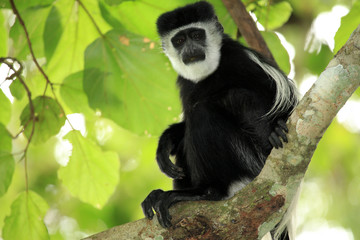 Black and White Colobus - Uganda, Africa