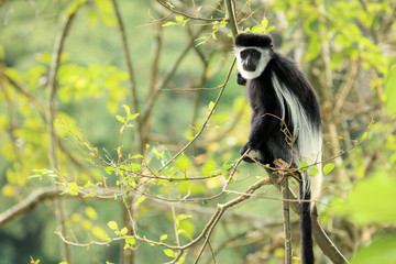 Black and White Colobus - Uganda, Africa