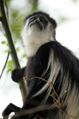Black and White Colobus - Uganda, Africa